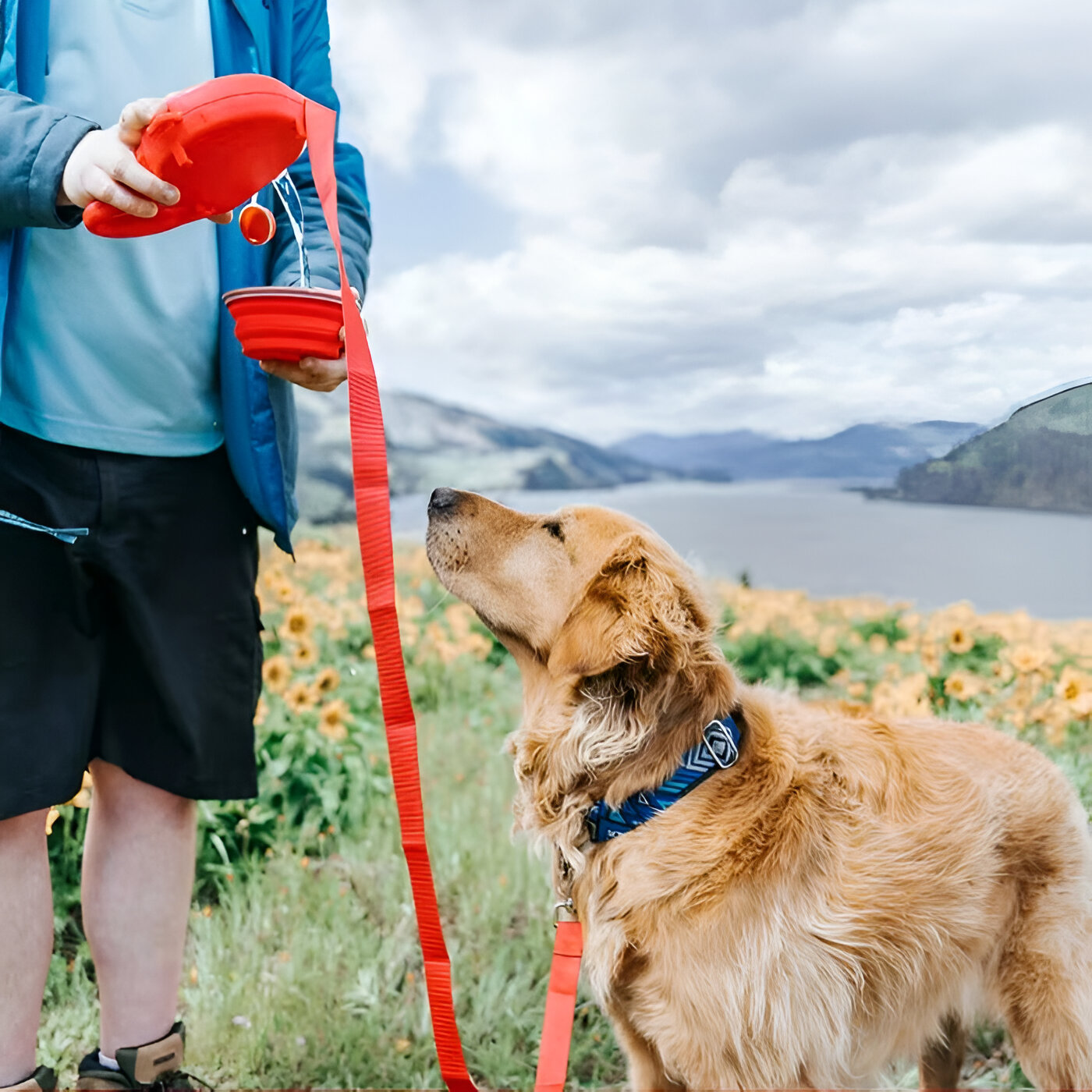 Correa Extensible para Perros™